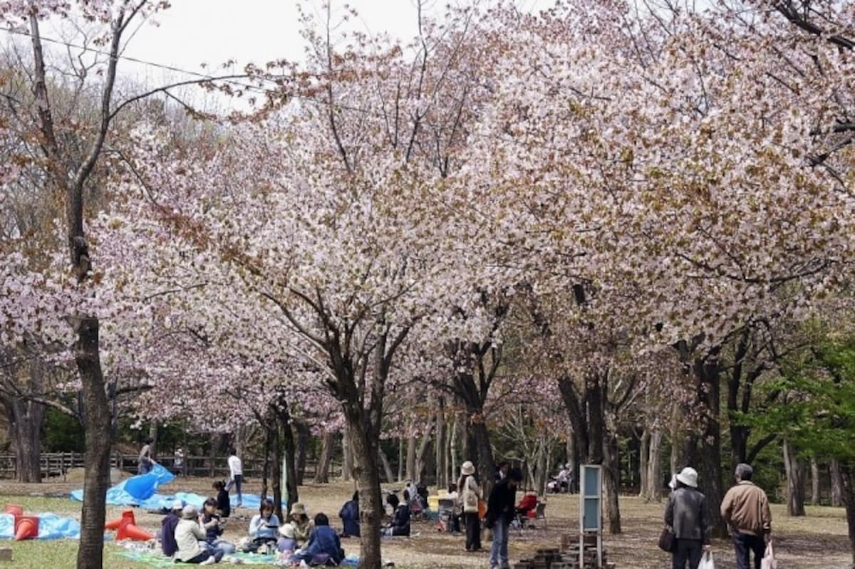 1. Maruyama Park & Hokkaido-jingu Shrine