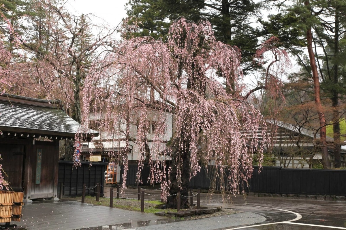 第四名  秋田县角馆红枝垂樱 （赏樱人数  约120万人）