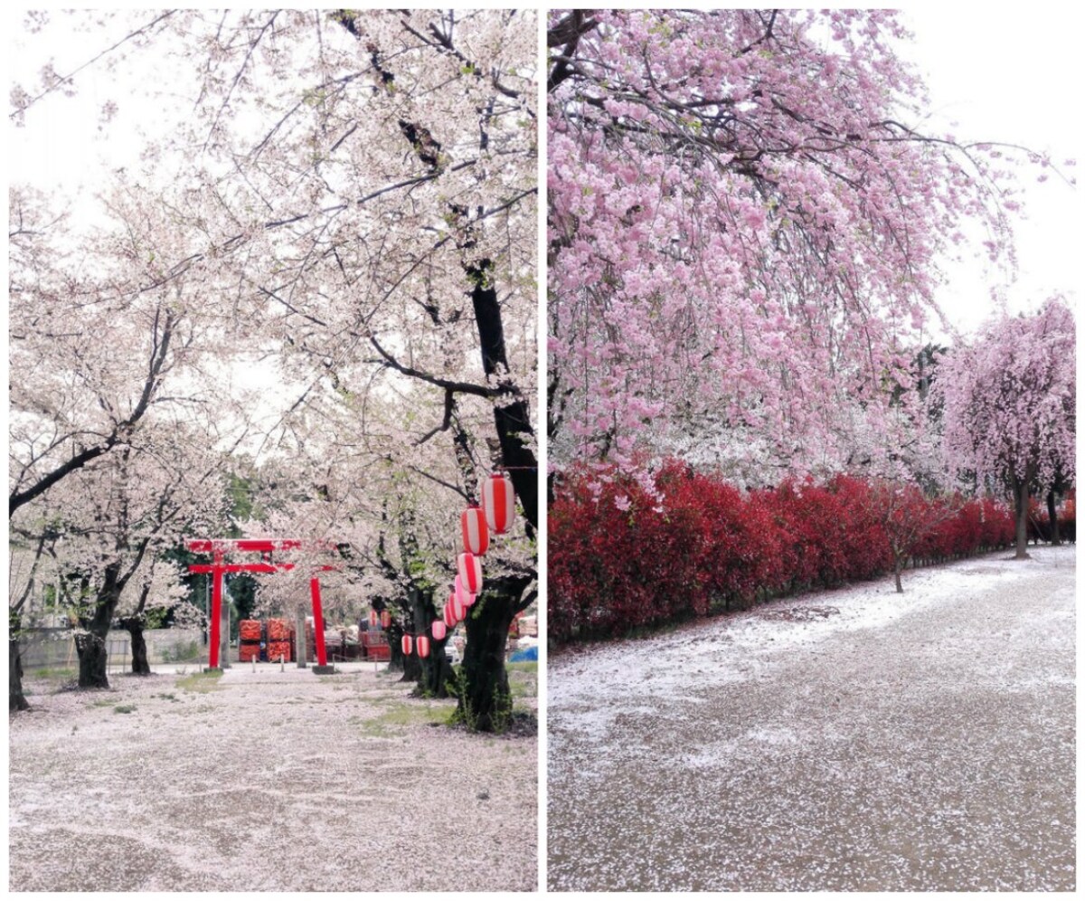 Tokyo's Final Photos of the Sakura Season? All About Japan