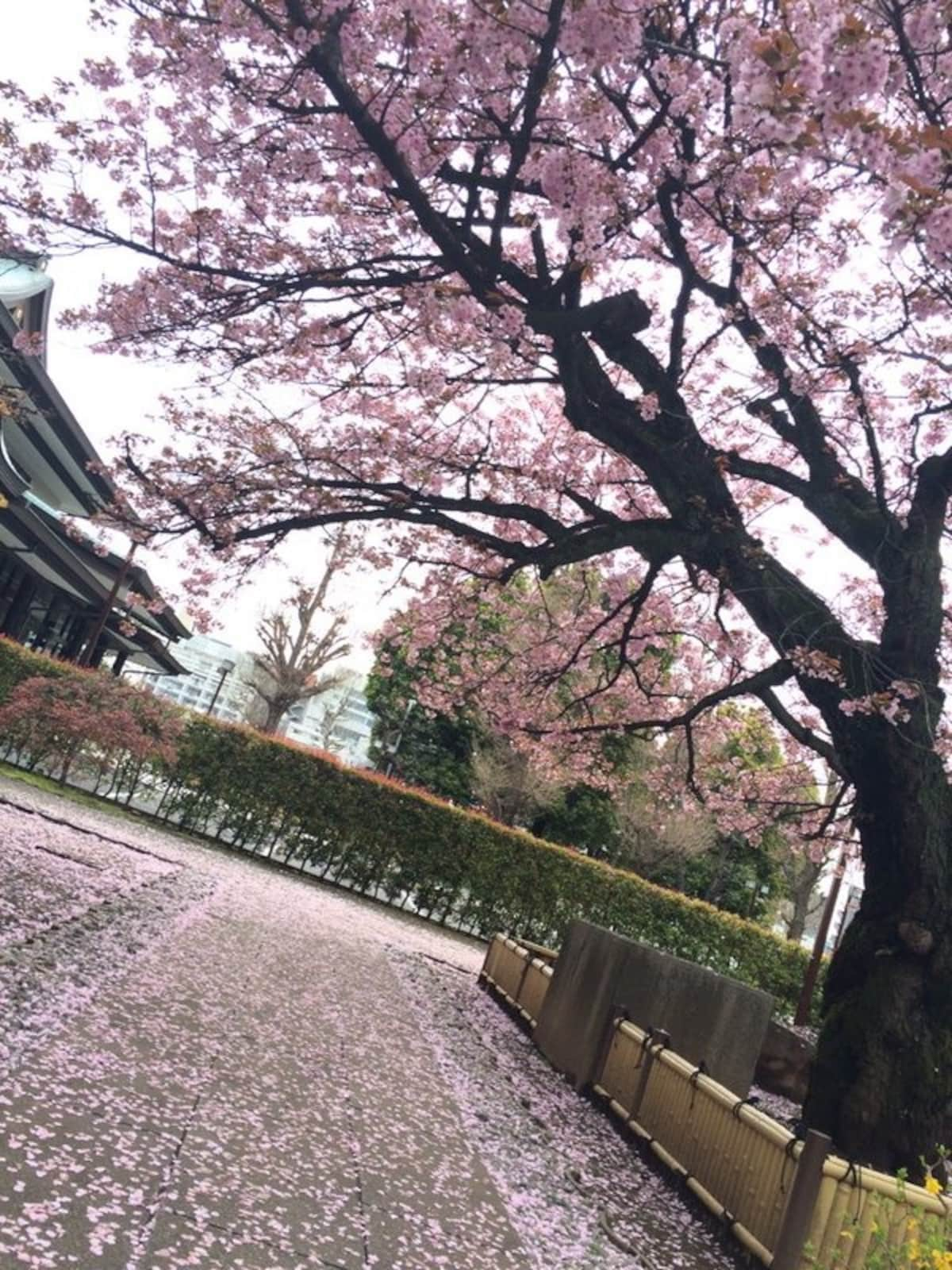 Tokyo's Final Photos of the Sakura Season? | All About Japan