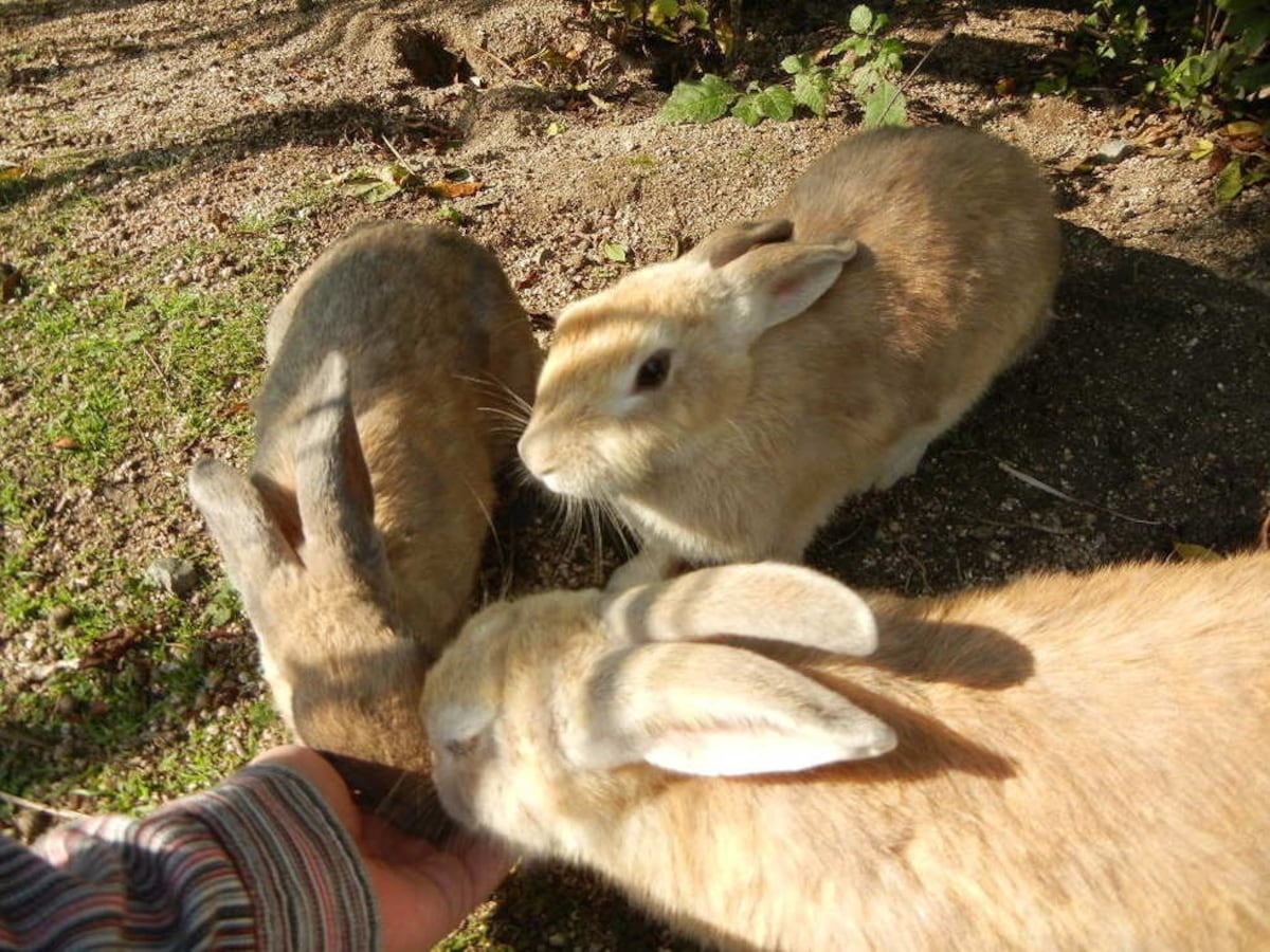 3. เกาะกระต่าย Okunoshima (Hiroshima)