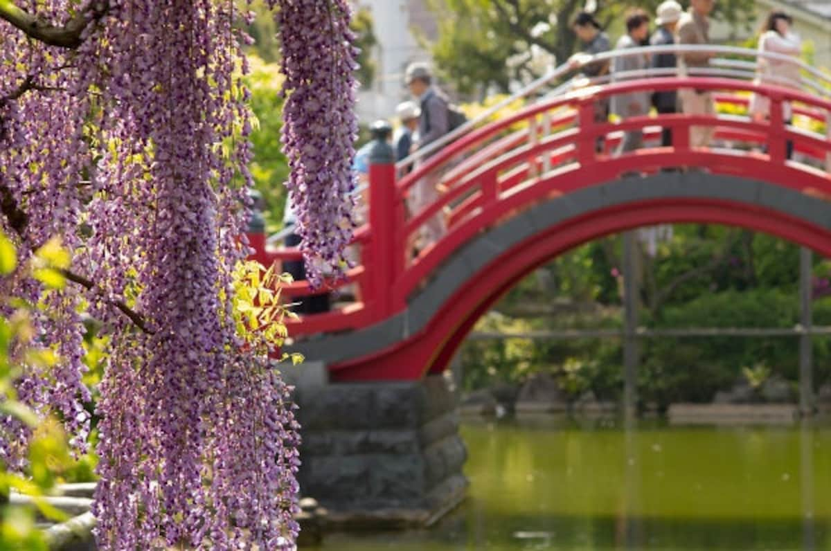 7. Kameido Tenjin Shrine Wisteria Festival (Apr 16-May 5, Tokyo)