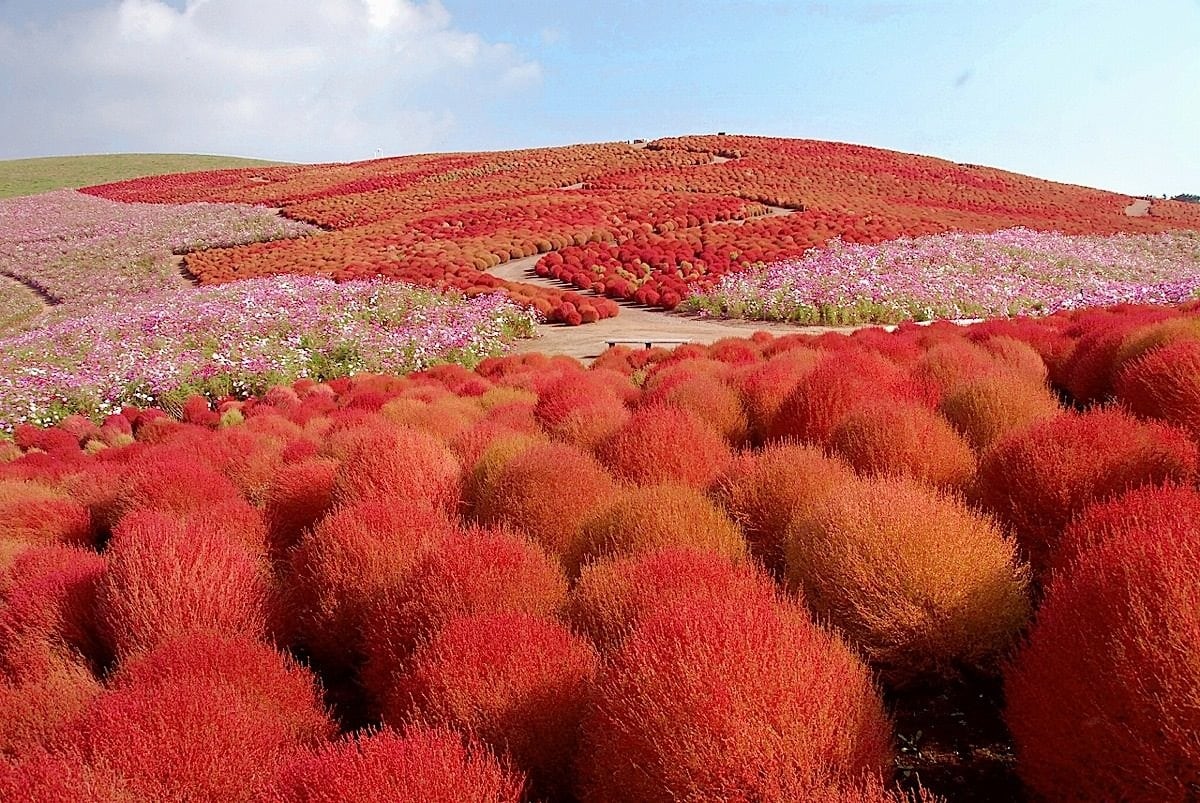 5. Hitachi Seaside Park (Ibaraki)