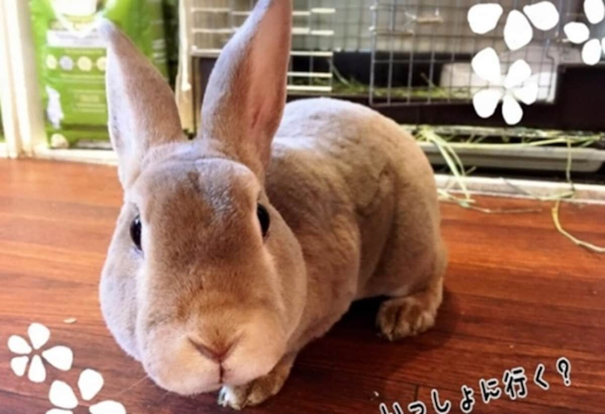 2. Play with Bunnies in Asakusa