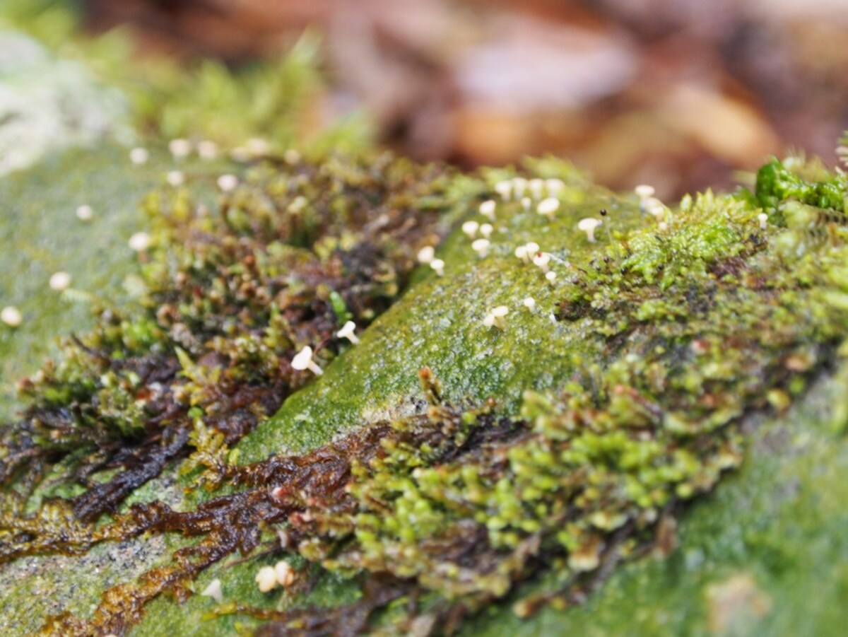 4. Cute Fungi That Resemble 'Kodama'