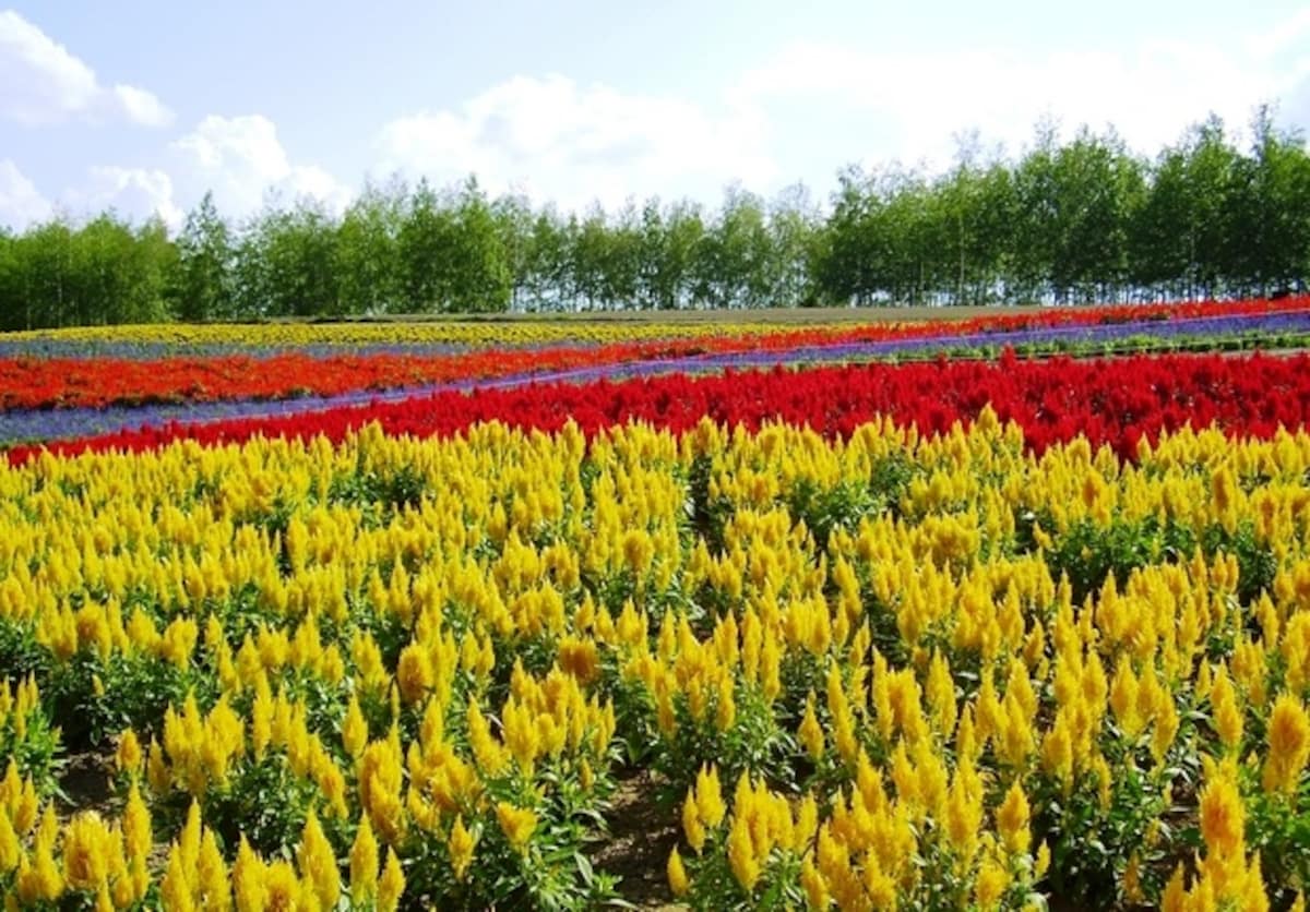 Bright Stripes of Shikisai no Oka