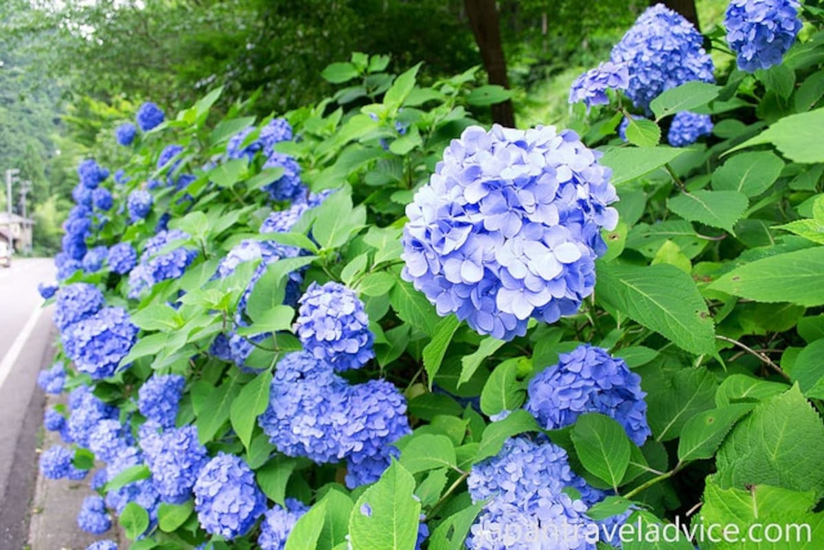 Gifu S Colorful Hydrangea Road All About Japan