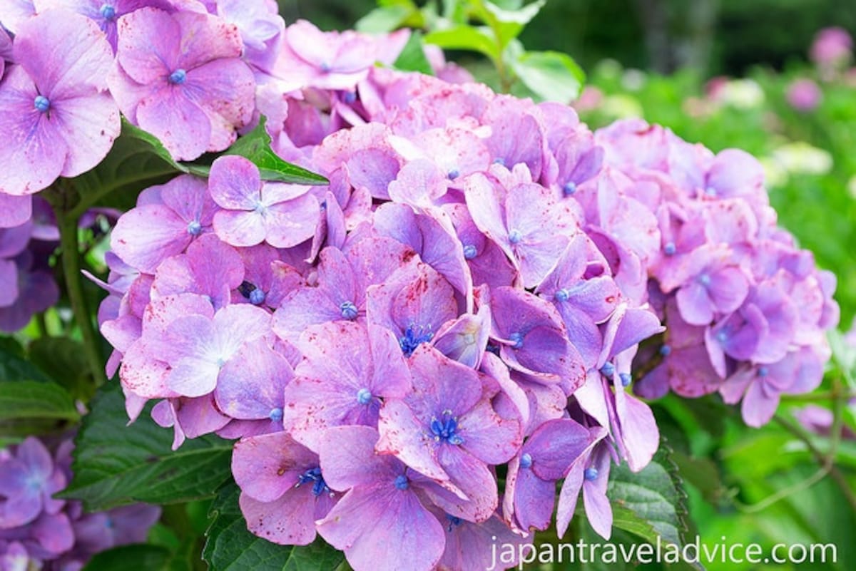 Gifu S Colorful Hydrangea Road All About Japan