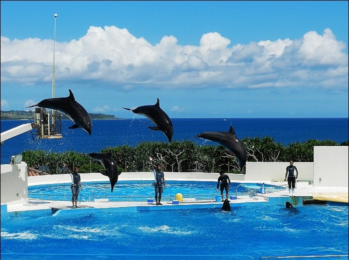 6. สวนน้ำ Ocean Expo Park (เมือง Motobu)