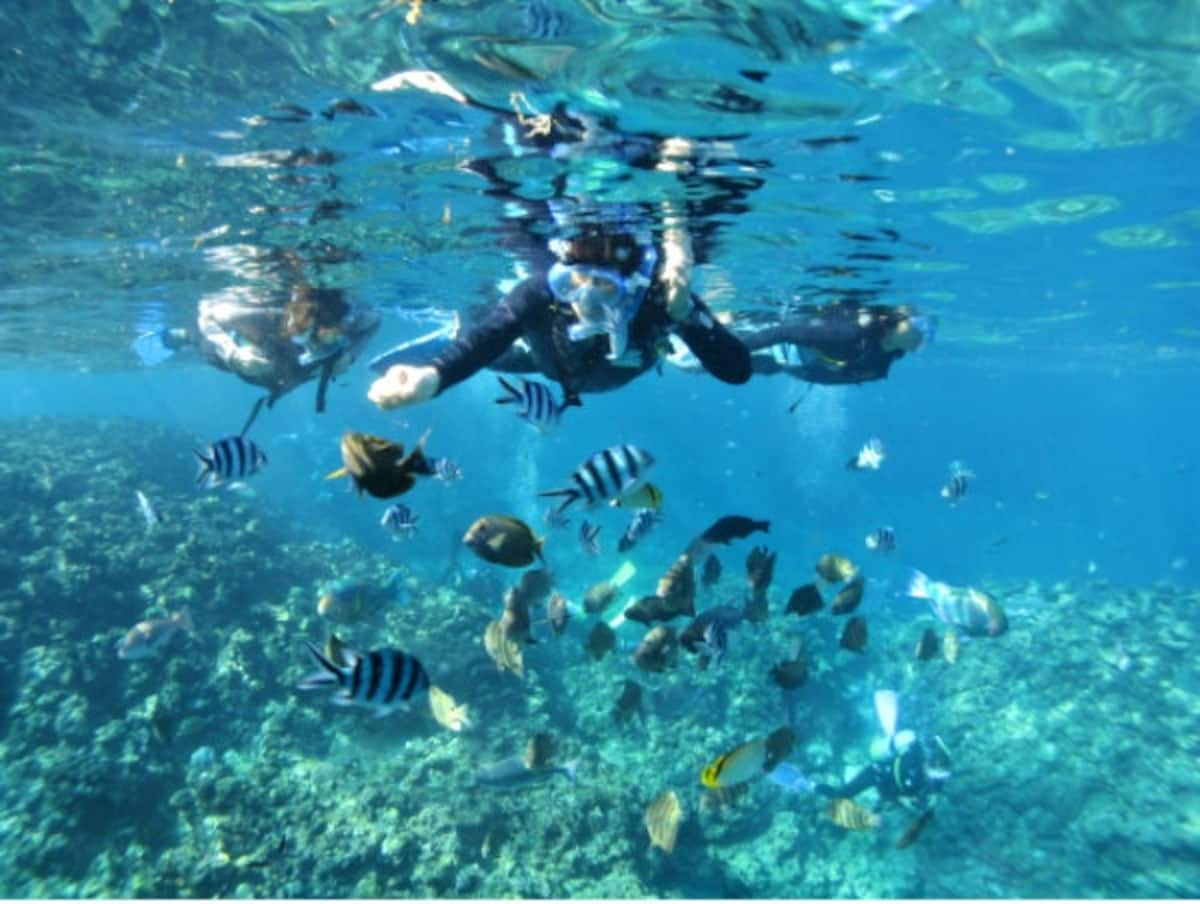 4. Tropical Fish Snorkeling