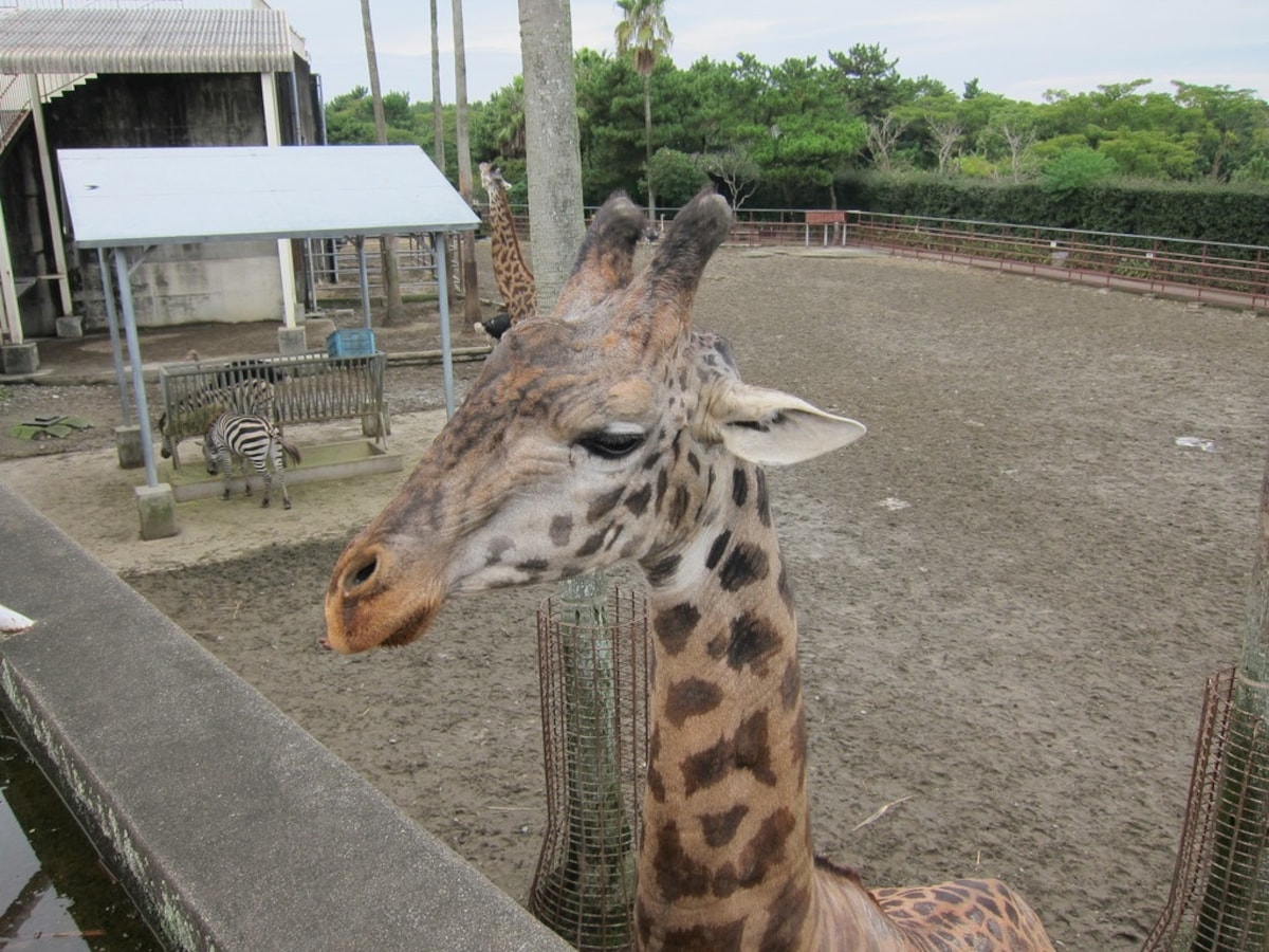 4. Miyazaki Phoenix Zoo