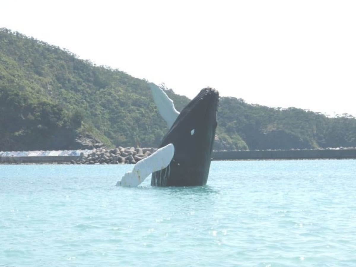 5. Humpback Whales