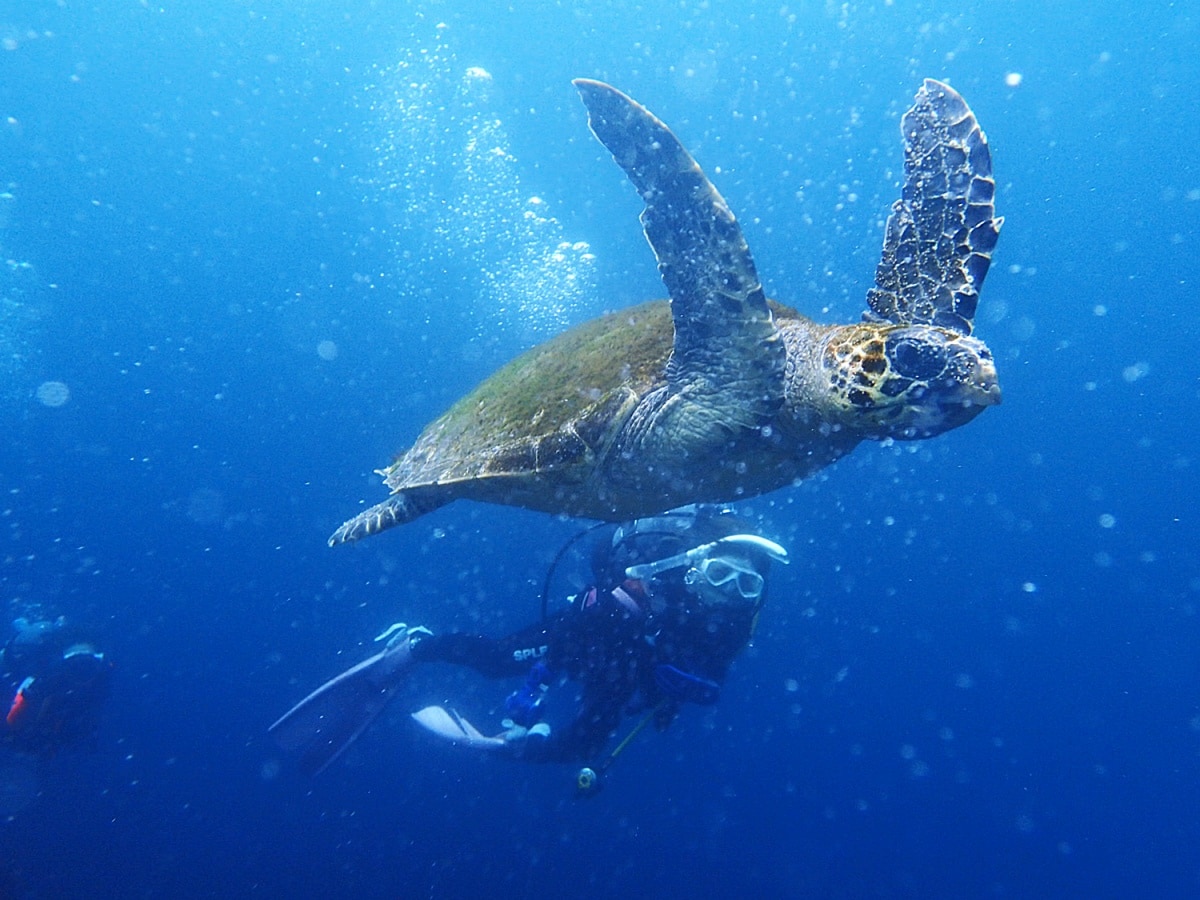 1. Izu Oshima (Shizuoka)