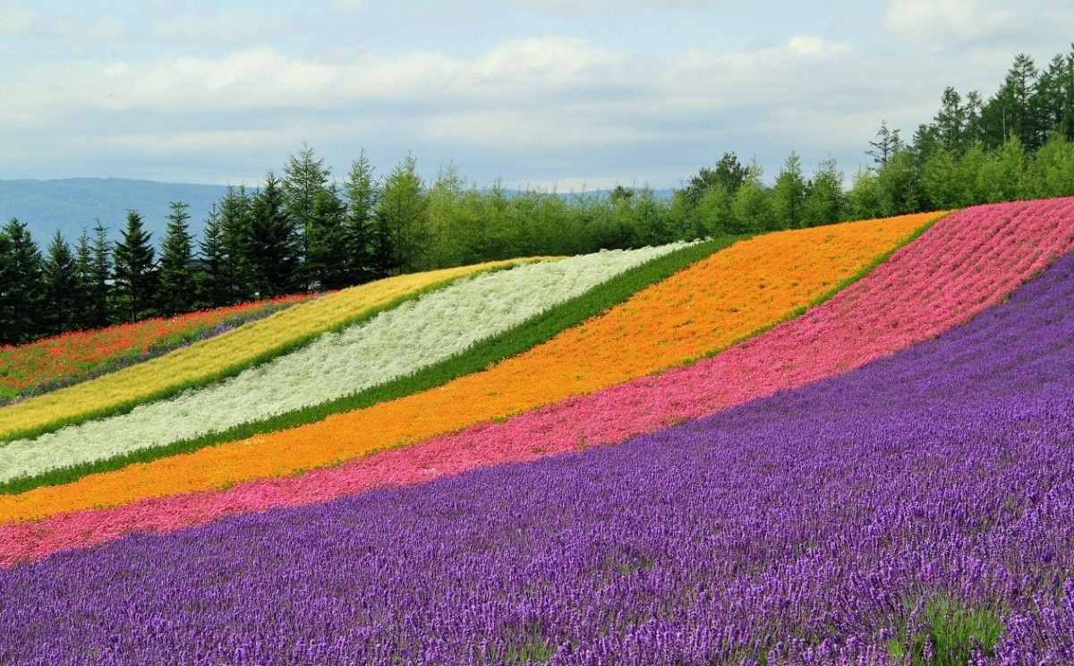 3. Visit Farm Tomita (Hokkaido)