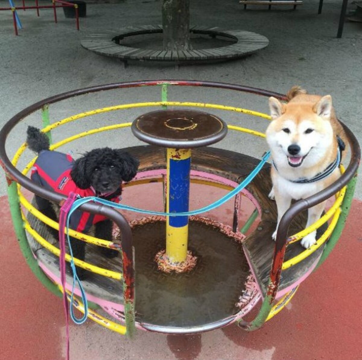 A Dog Day Afternoon At The Playground All About Japan