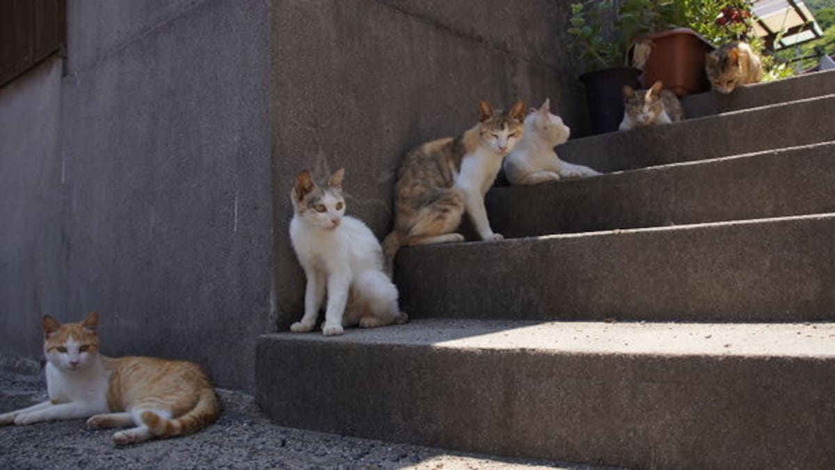 Top 3 Cat Islands in Japan