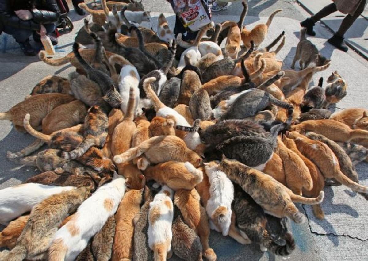 Cats have taken over this island in Japan