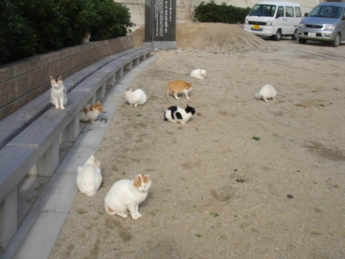 Aoshima Island has 100 cats, and we photographed almost all of them