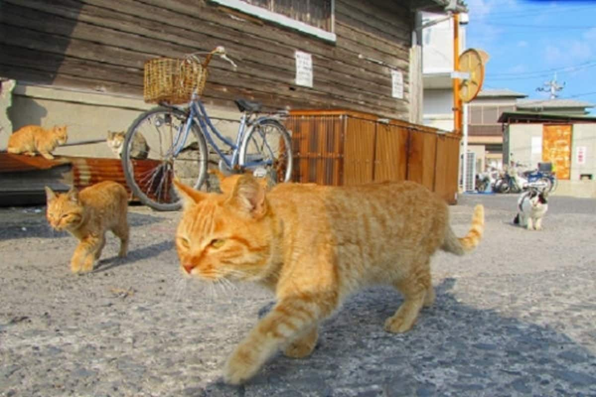 Top 3 Cat Islands in Japan