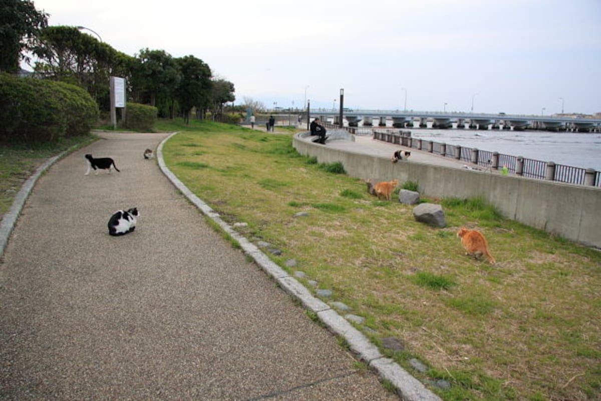 Top 3 Cat Islands in Japan