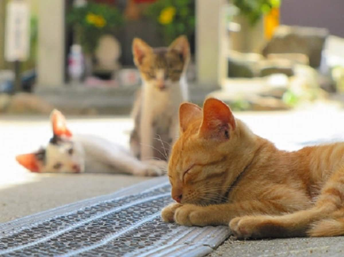 Aoshima Island has 100 cats, and we photographed almost all of them