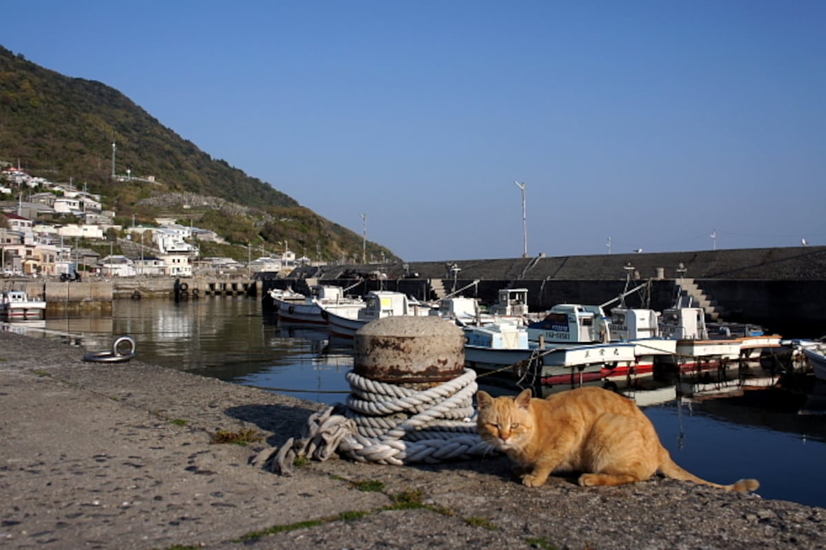 Aoshima Island has 100 cats, and we photographed almost all of them