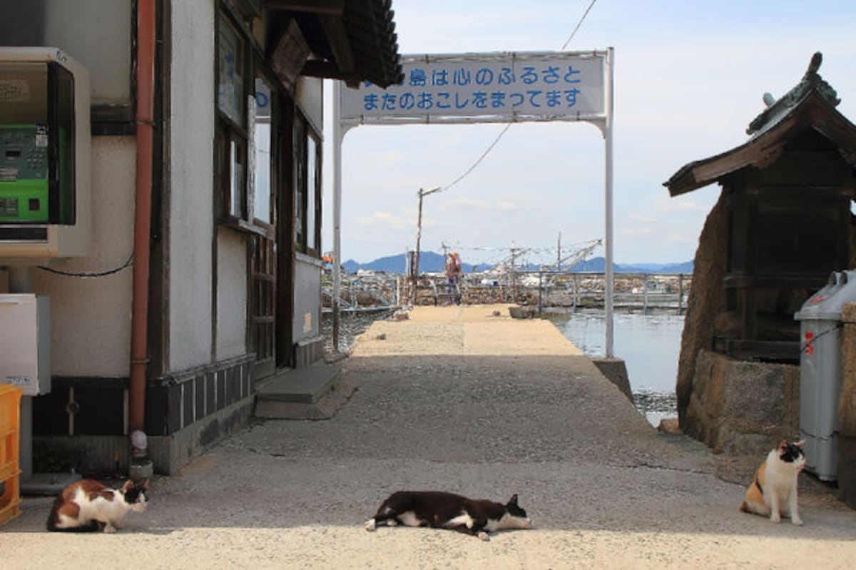 Aoshima Island has 100 cats, and we photographed almost all of them