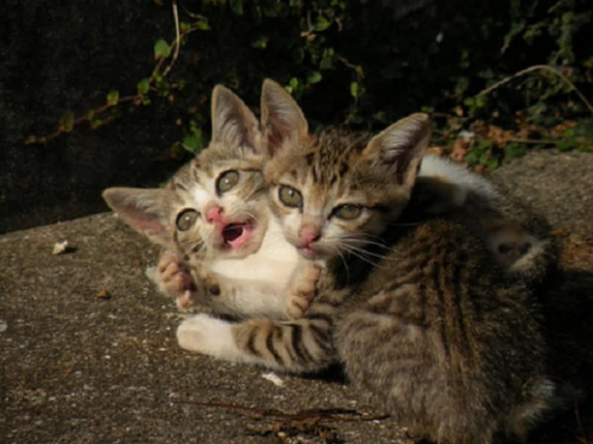 Aoshima Island has 100 cats, and we photographed almost all of them