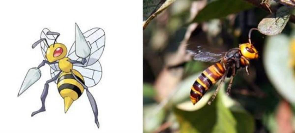 beedrill in real life