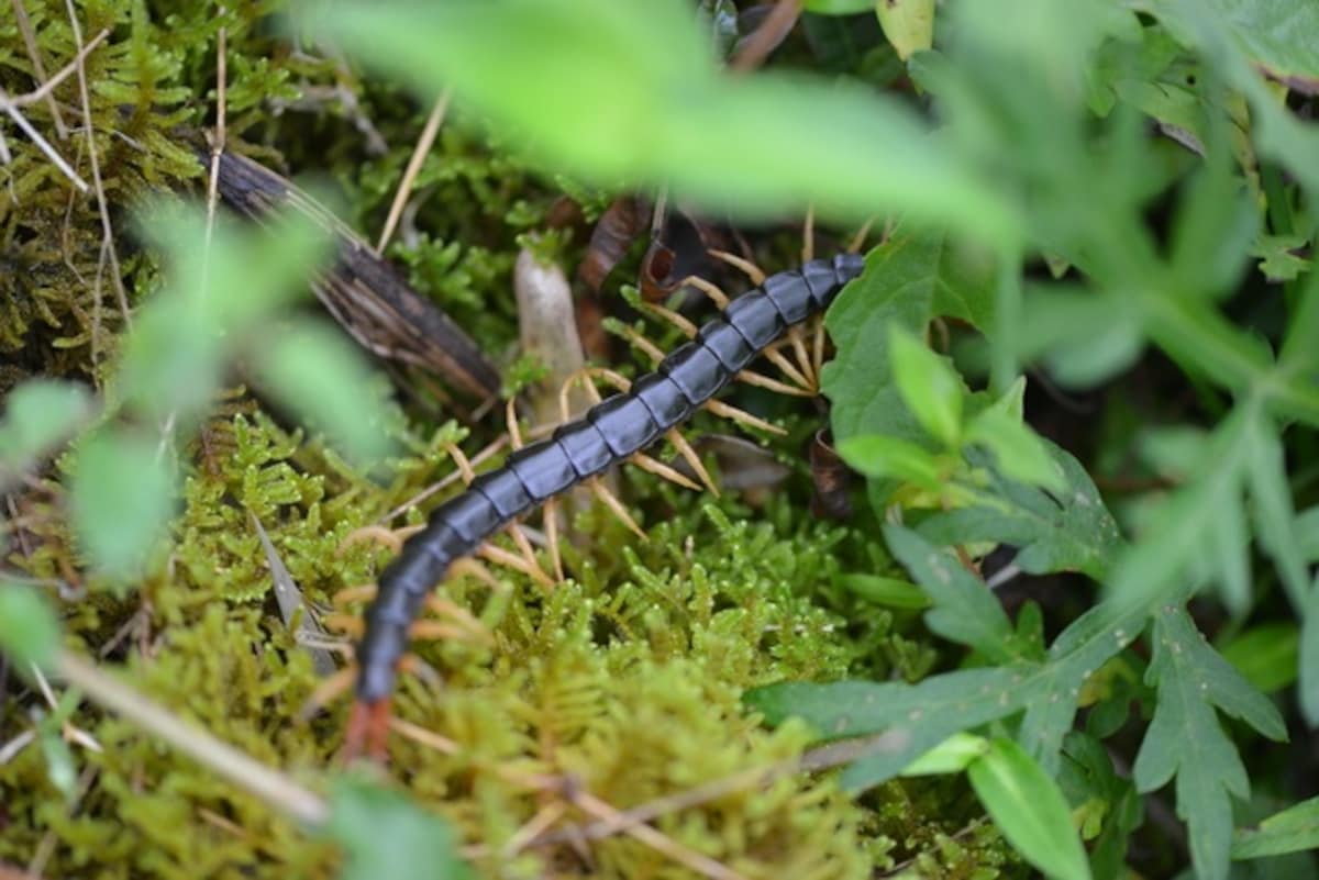 2. Mukade (Giant Centipede)