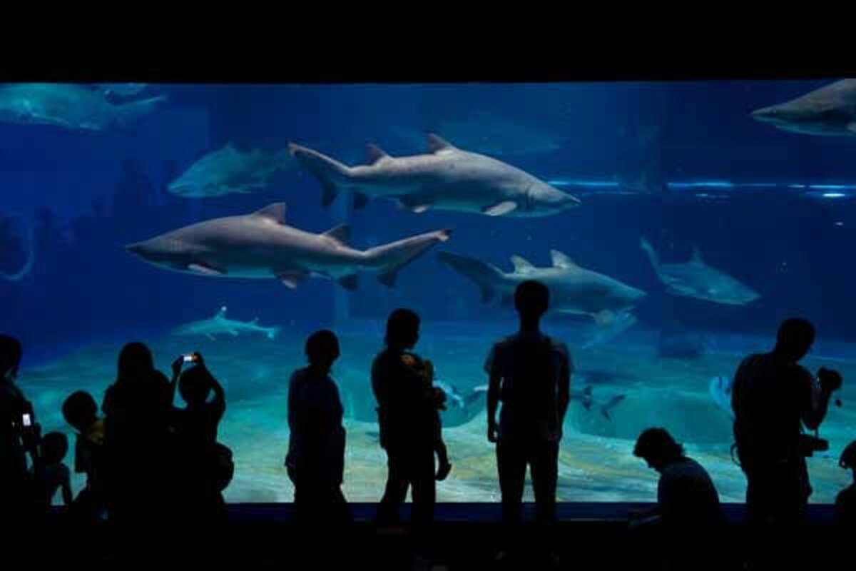 Japan's Top 10 Aquariums All About Japan