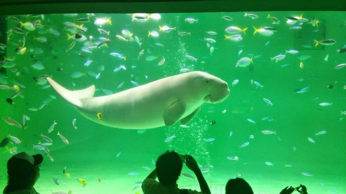 日本自由行 一年四季都好好逛 日本必訪10大水族館 All About Japan