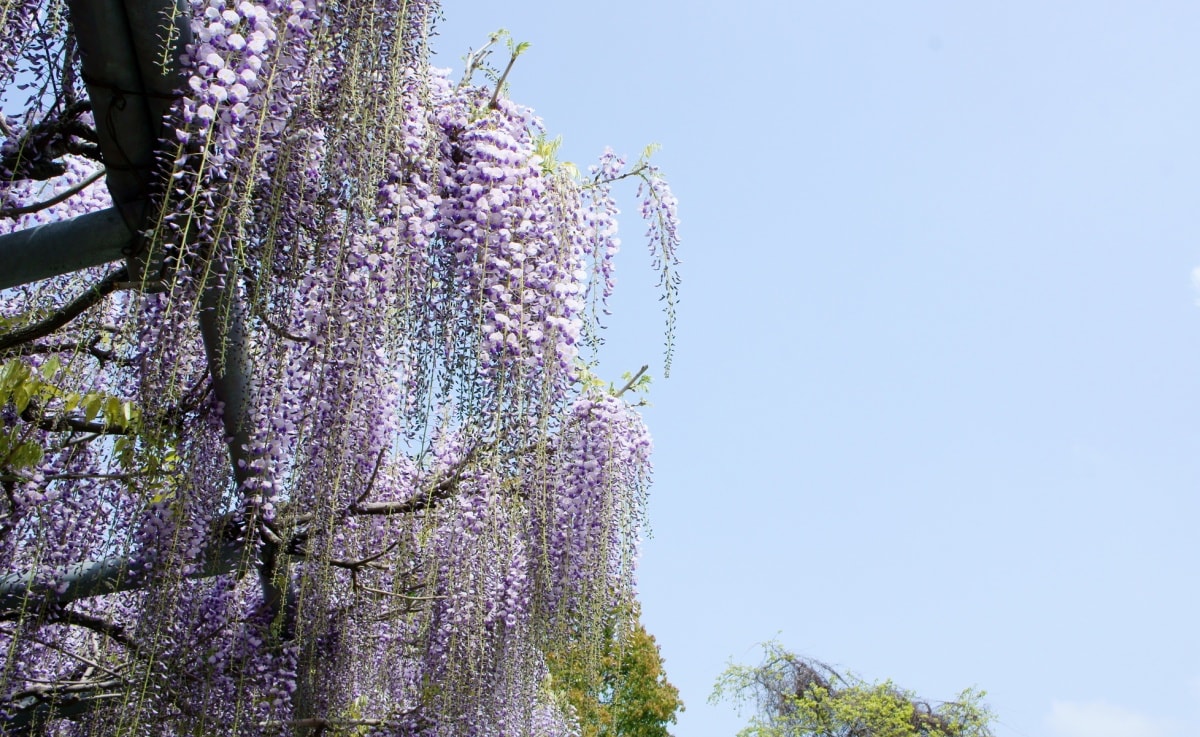 7. ศาลเจ้ าYamadahiyoshi Jinja (Kumamoto)【บานช่วง  ： ต้นเดือนเมษา - ต้นเดือนพฤษภา】