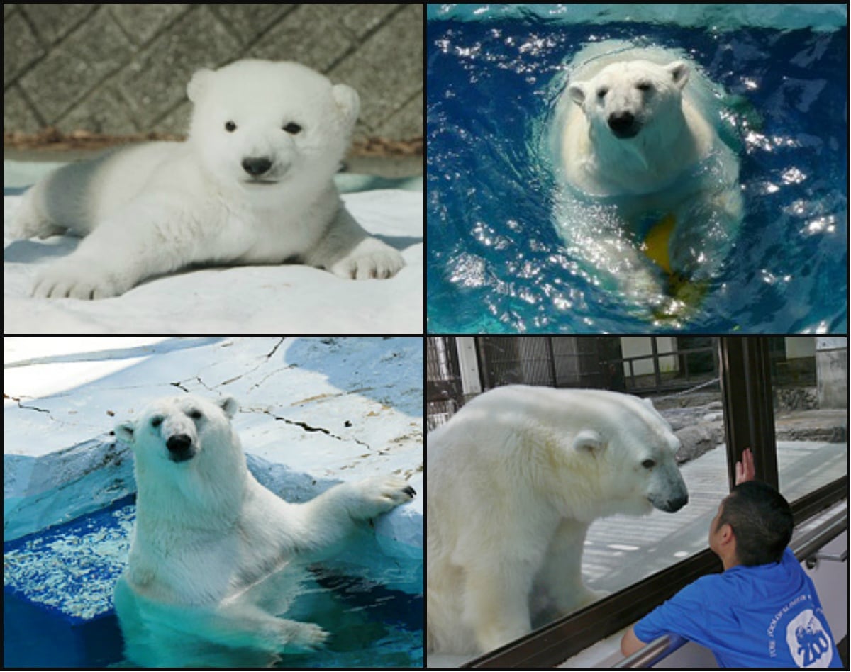 5. Tobe Zoological Park (Ehime)