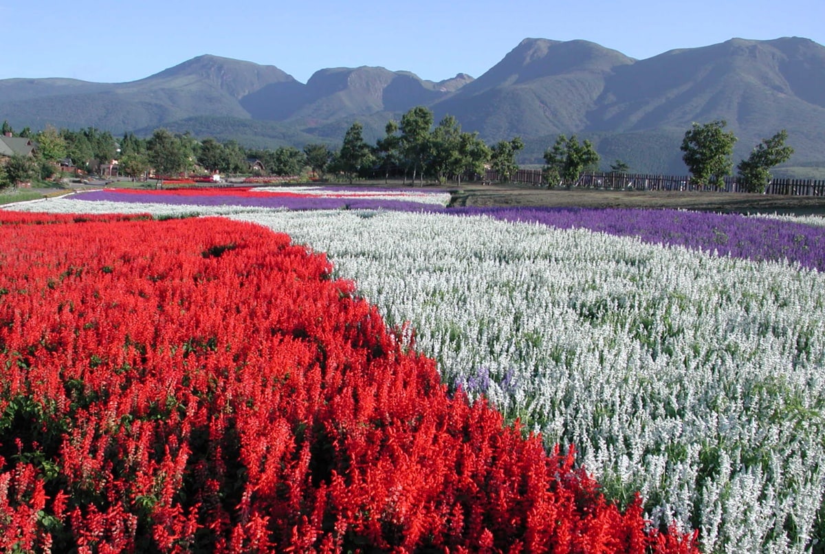 8. สวนสาธารณะ Kuju Hanakouen (Oita) 【บานช่วง : ตลอดปี】