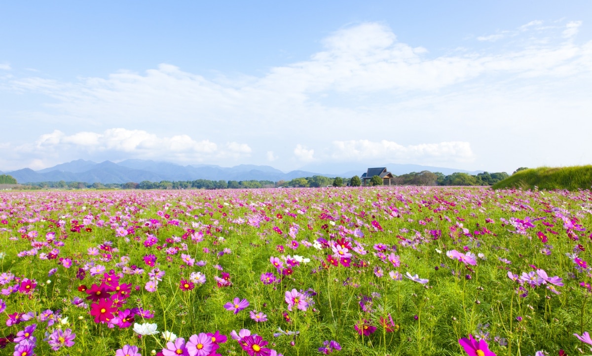 9. สุสานโบราณ Saitobaru Kofungun (Miyasaki)【บานช่วง : ปลายเดือนตุลา - ต้นเดือนพฤศจิกา】