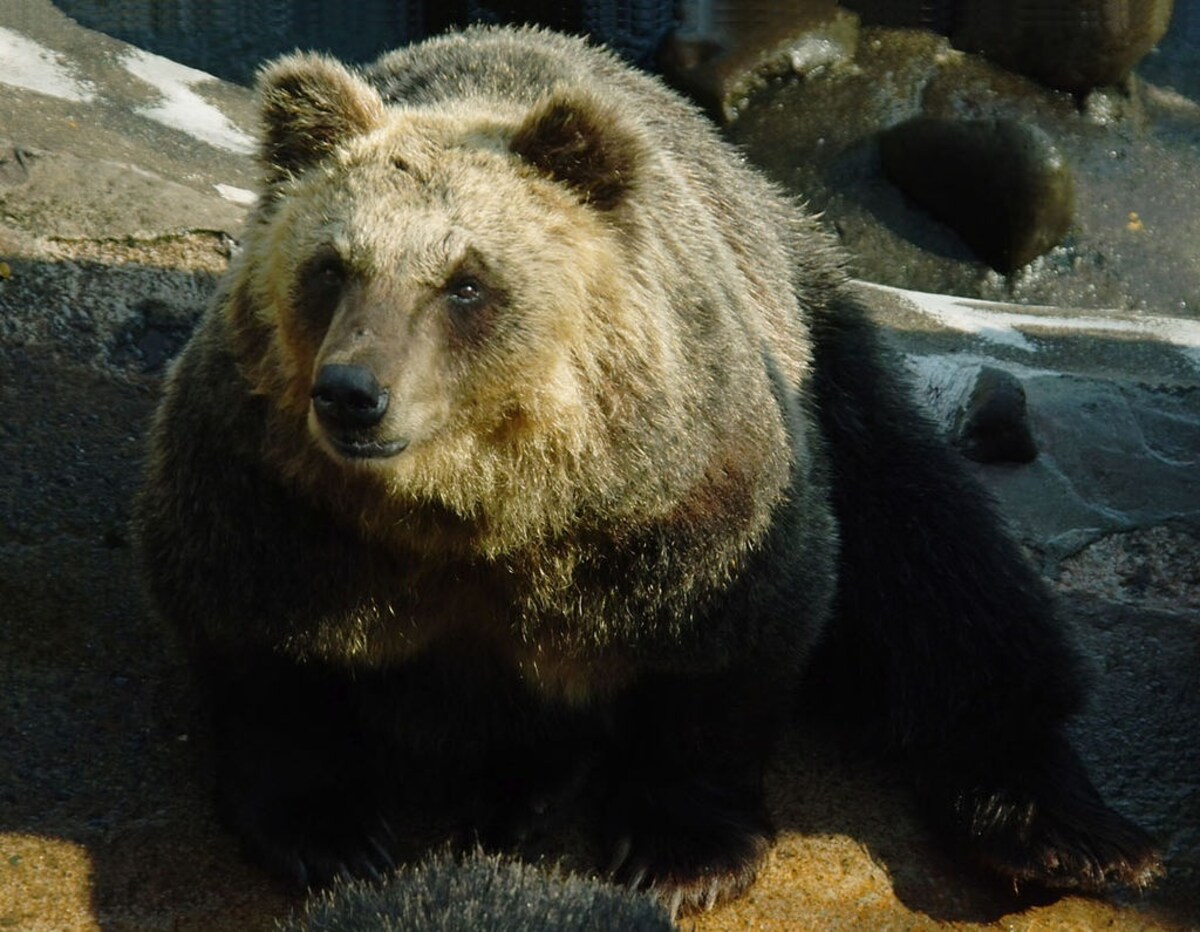 Hikers Beware The Bear All About Japan