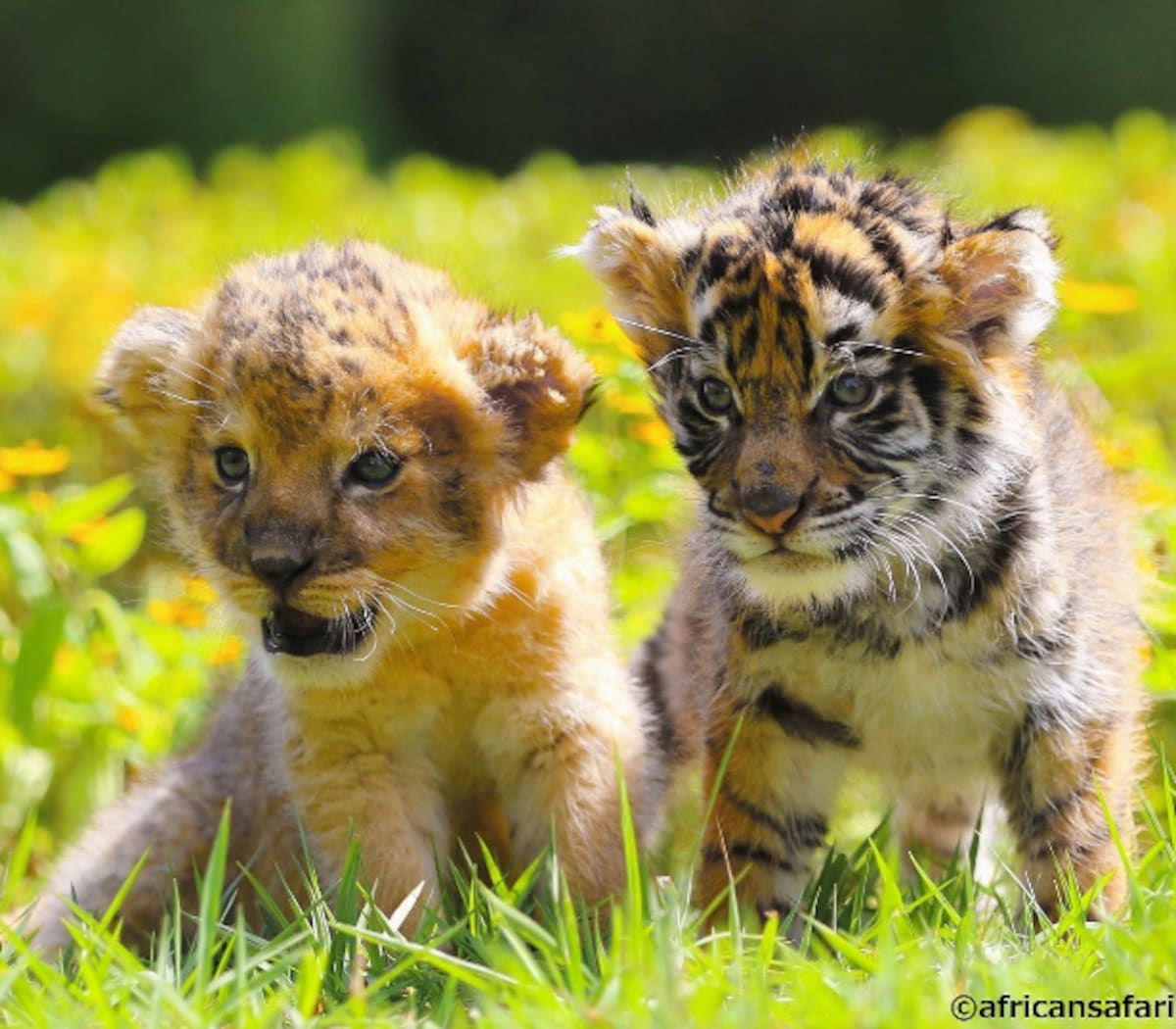 Lions and tigers play ball