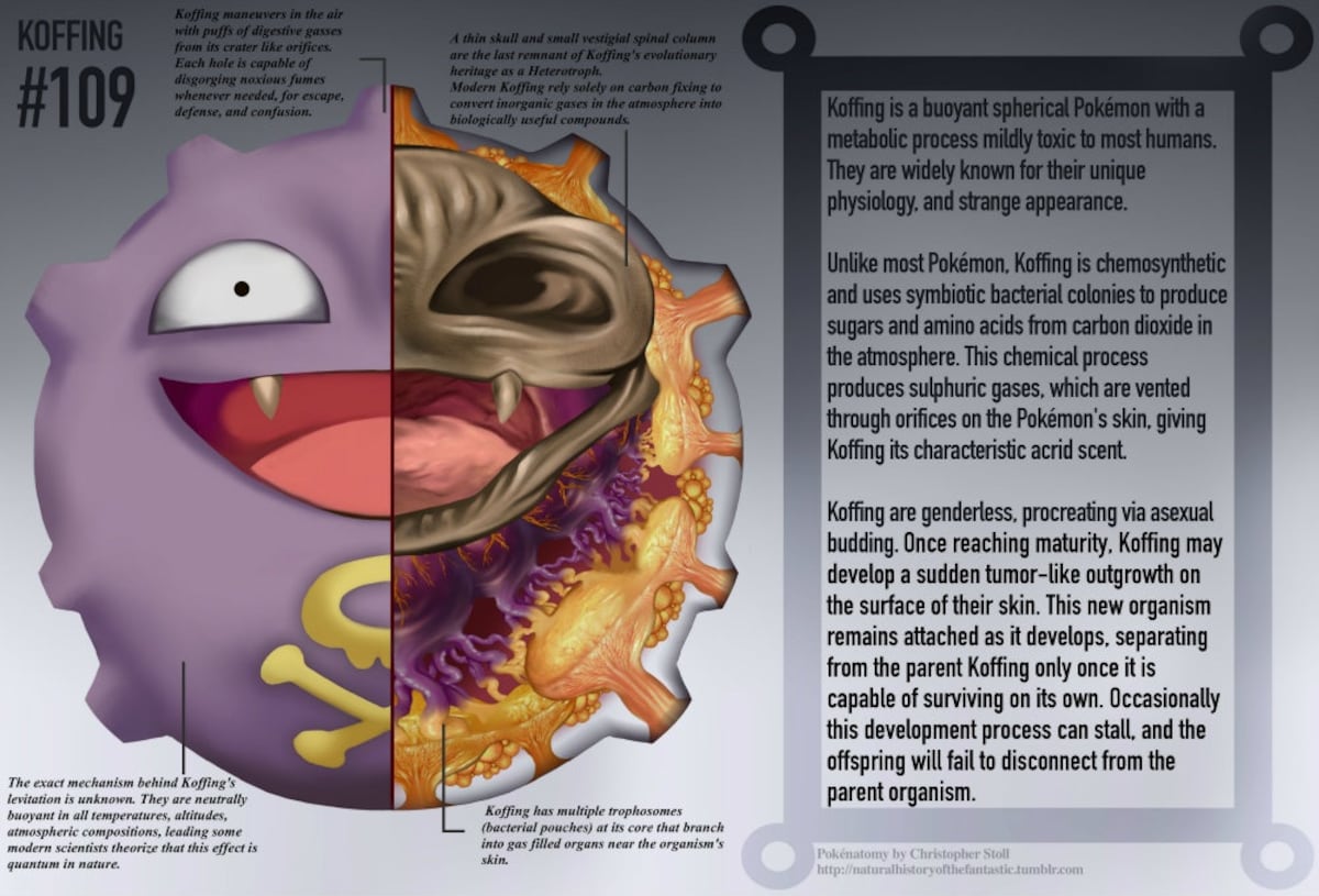 Learn About Anatomy Through Pokemon All About Japan