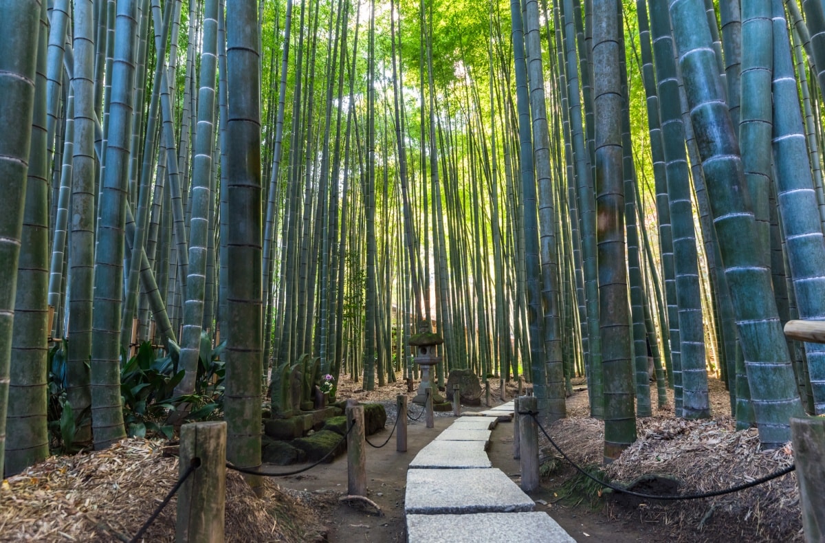 Hokokuji: The Bamboo Temple of Kamakura | All About Japan