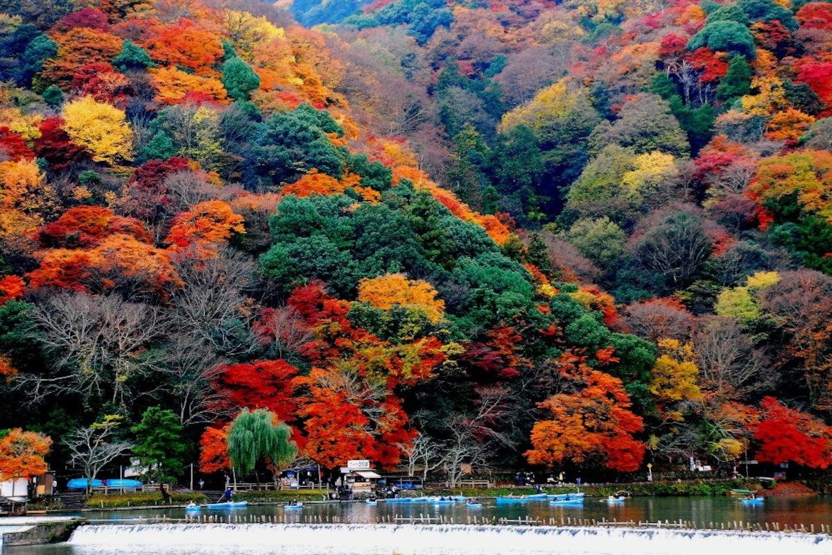 2. จังหวัด Kyoto / Arashiyama