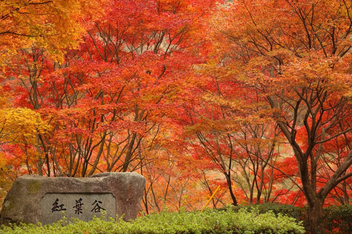 Fukuoka's 4 Best Fall Color Spots All About Japan