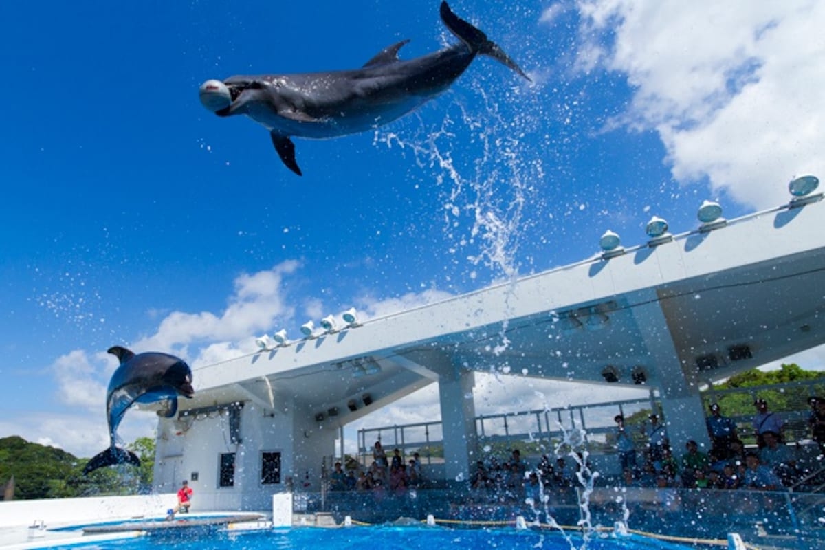 3 海豚秀(水族馆)