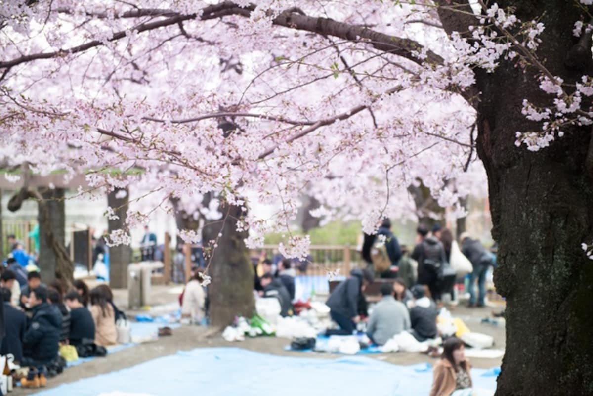 Japanese Festivals Hanami All About Japan 