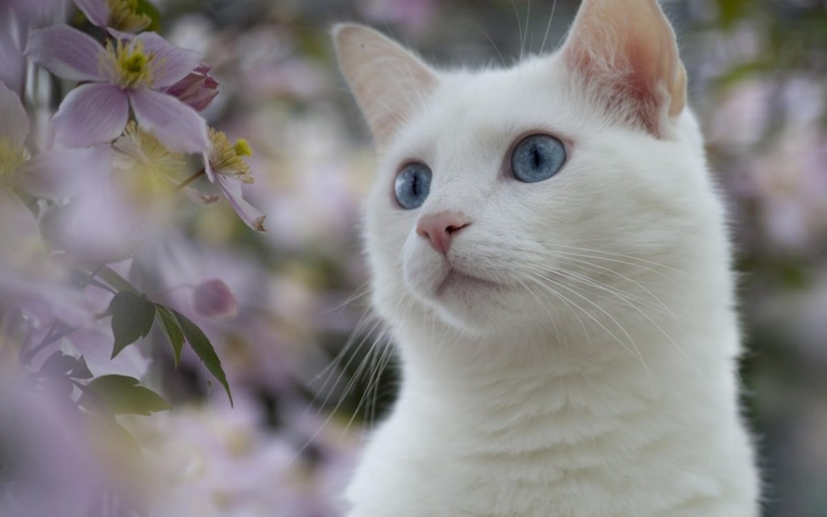 เรียนภาษาญี่ปุ่นกับ 7 คำศัพท์แมวๆ | All About Japan