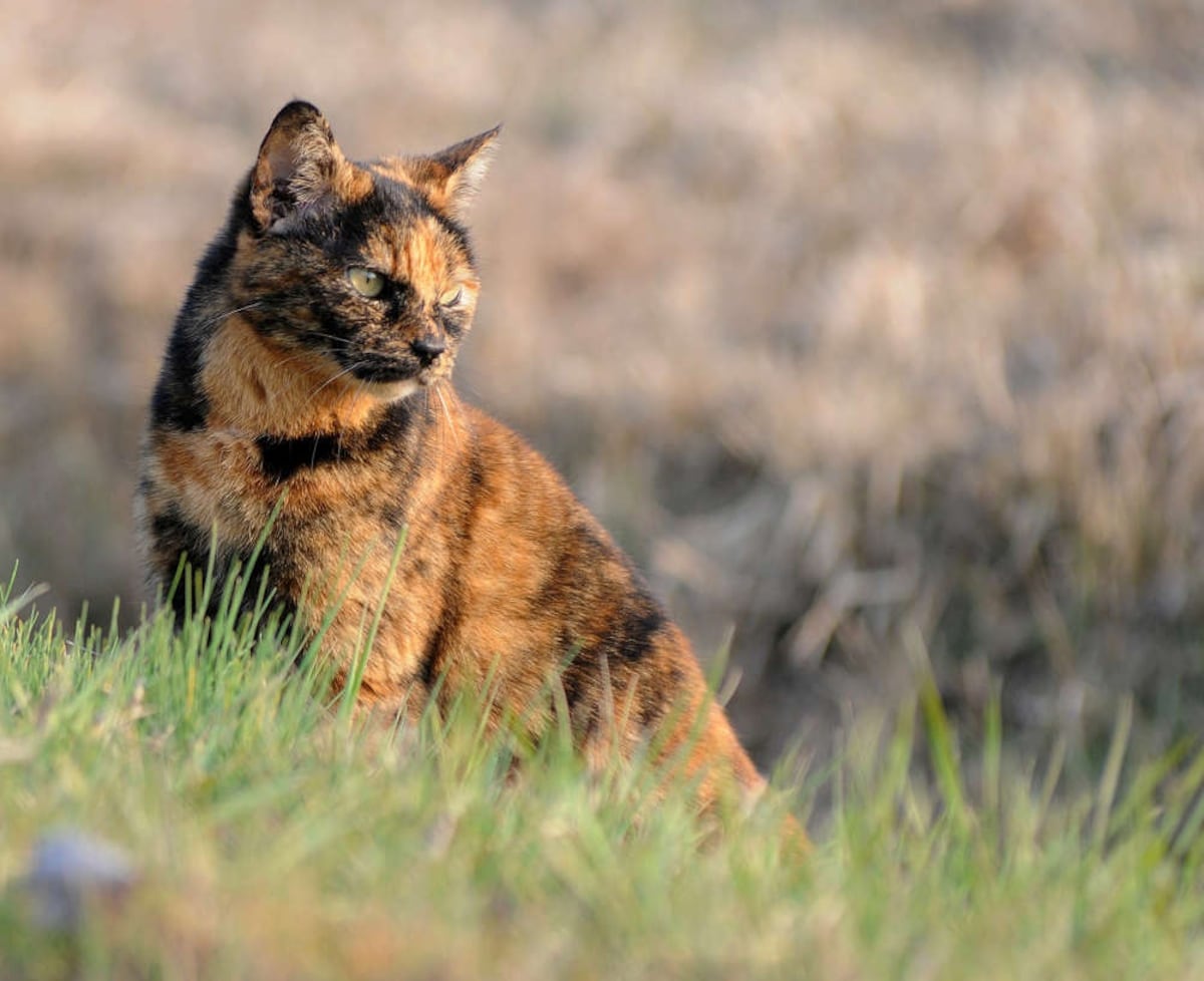 Черепаховый кот. Tortoiseshell Cat порода. Tortoiseshell Cat порода кошек. Кошки черепашьей окраски порода Воители. Окрас кошки щучка.