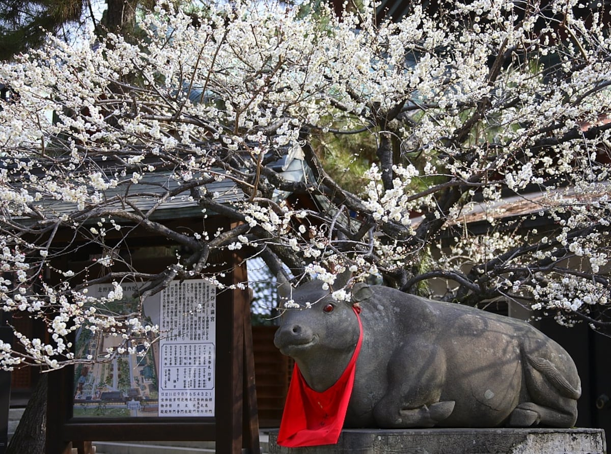 วัวในศาลเจ้า Dazaifu Tenmangu