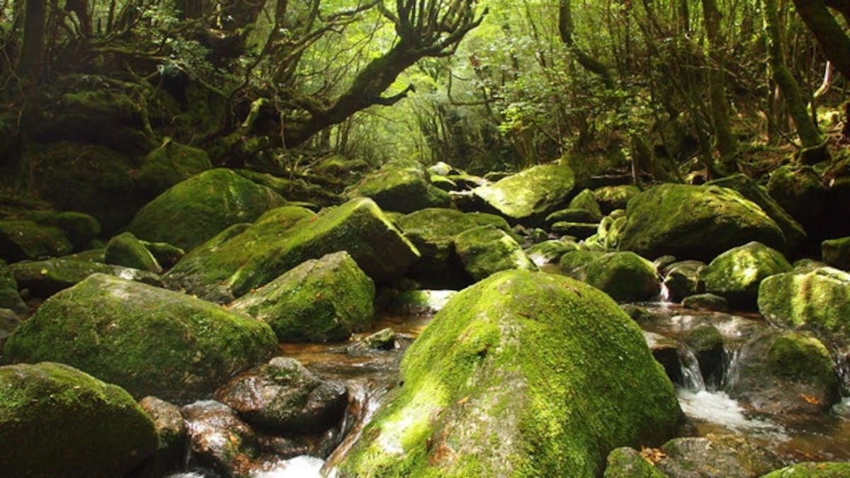 3. Yakushima (Kagoshima)