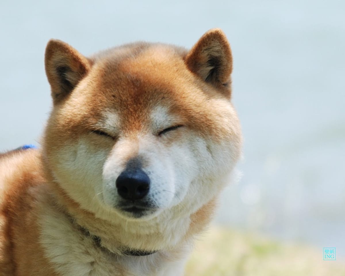 อันดับ 9 Shiba Inu