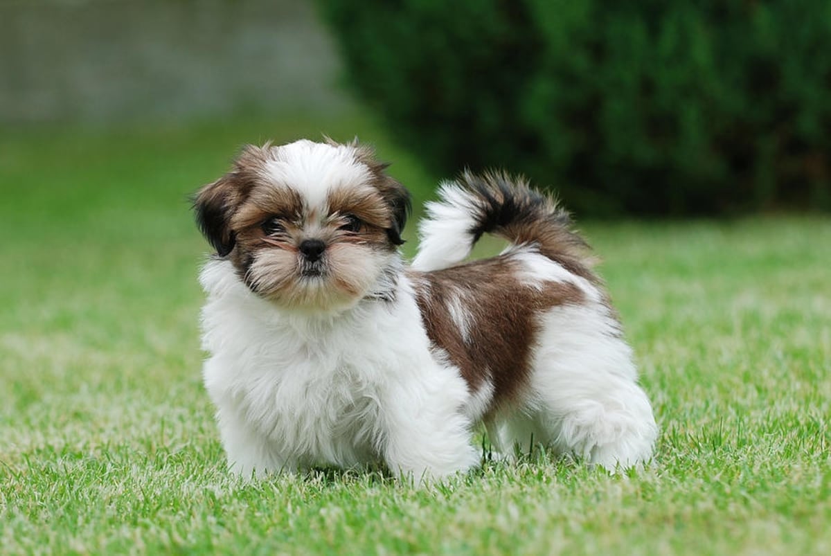 อันดับ 7 Shih tzu